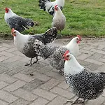 B&B Antonius Hoeve 3*