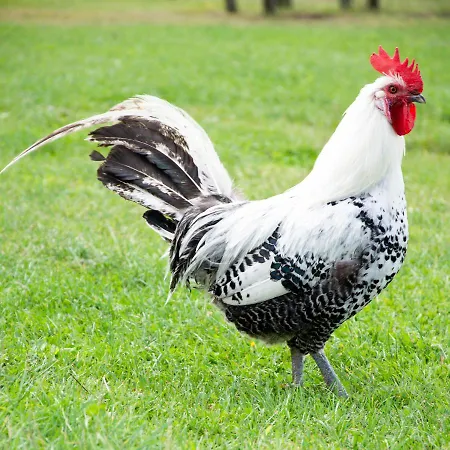 Antonius Hoeve 3* Oudenbosch