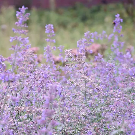 Antonius Hoeve 3* Oudenbosch