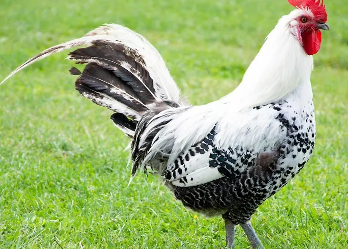 Antonius Hoeve 3* Oudenbosch