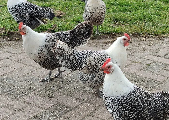 Frühstückspension Antonius Hoeve 3*