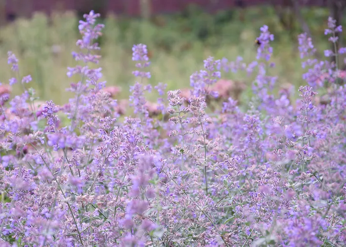 Antonius Hoeve 3* Oudenbosch