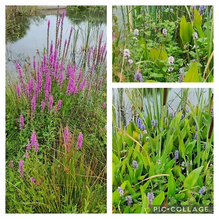 Antonius Hoeve Bed & Breakfast