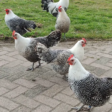 Bed & Breakfast Antonius Hoeve 3*