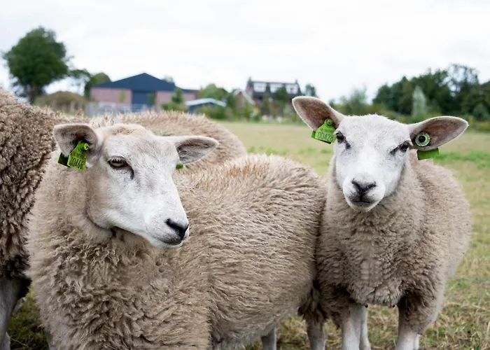 Antonius Hoeve ベッド・アンド・ブレックファスト Oudenbosch