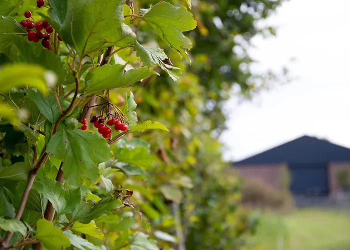 ベッド・アンド・ブレックファスト Antonius Hoeve